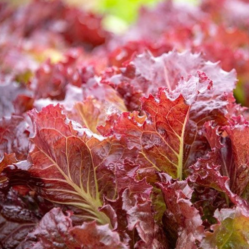 Red Lettuce